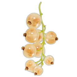 White Currant
